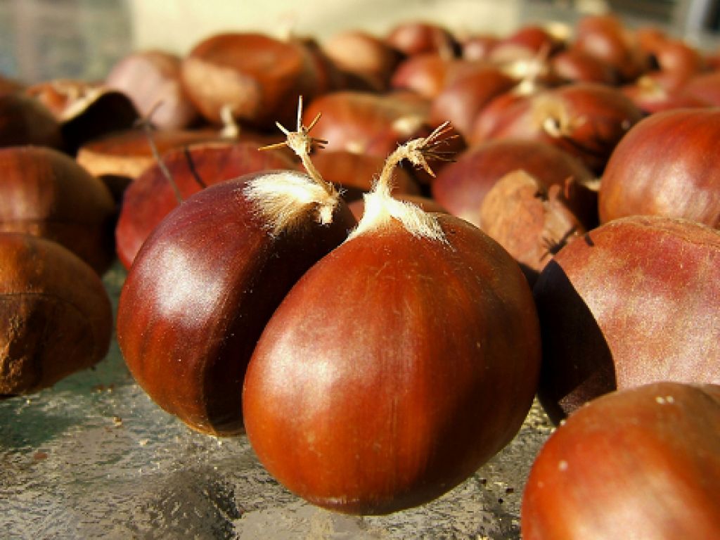 Algunos alimentos del otoño que viene