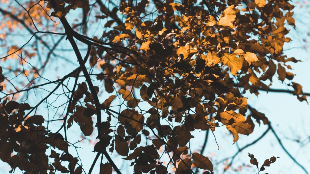 ¿Cómo disfrutar del otoño en Hotel Scala?