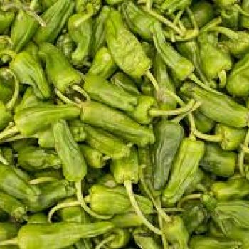 Pimiento de Padron, an American history