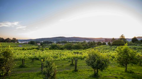 Vineyards