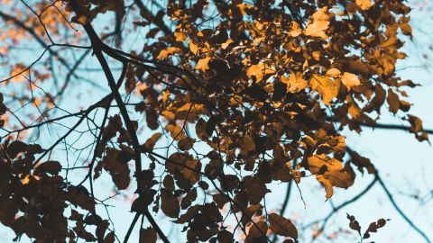 ¿Cómo disfrutar del otoño en Hotel Scala?